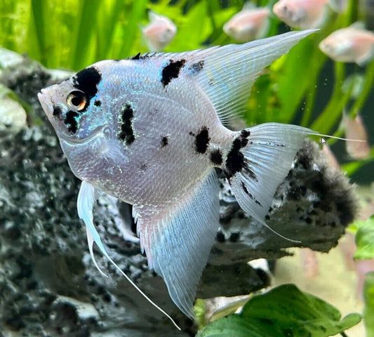 ANGELFISH PANDA