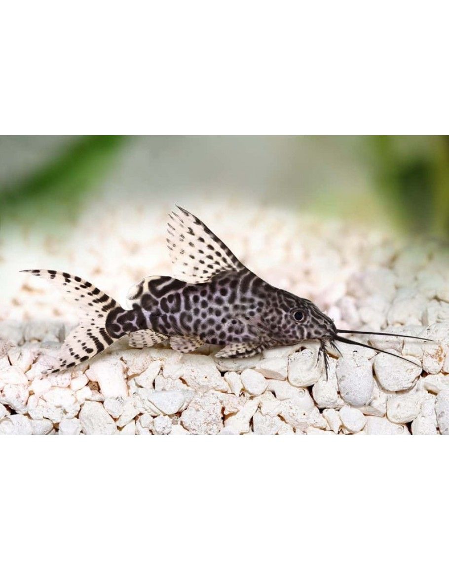 SY0DONTIS FEATHERFIN