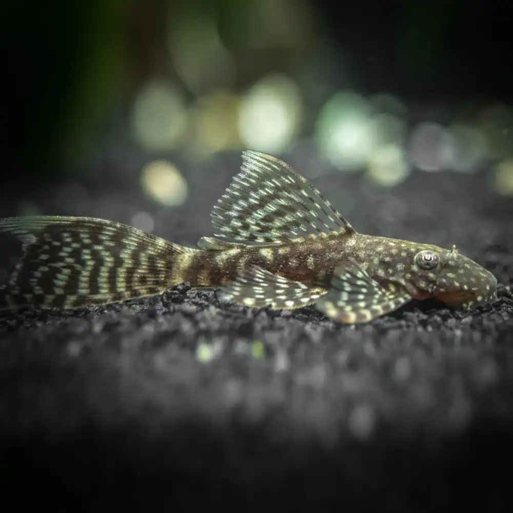 ANCISTRUS BLACK LONGFIN