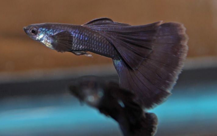 GUPPY MALE BLACK MOSCOW