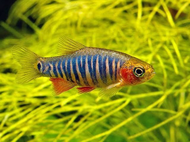 RASBORA MICRO EMERALD