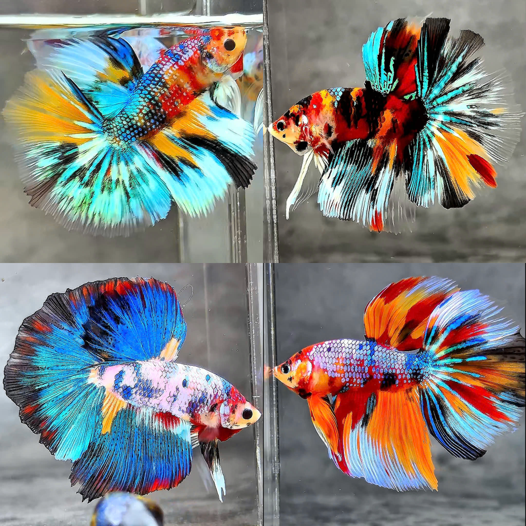 BETTA MALE HALFMOON ASSORTED FANCY