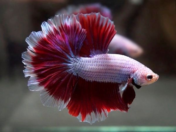 BETTA MALE HALFMOON ROSE TAIL