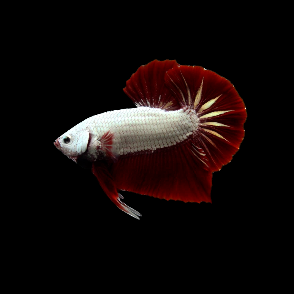 BETTA MALE HELL BOY RED DRAGON