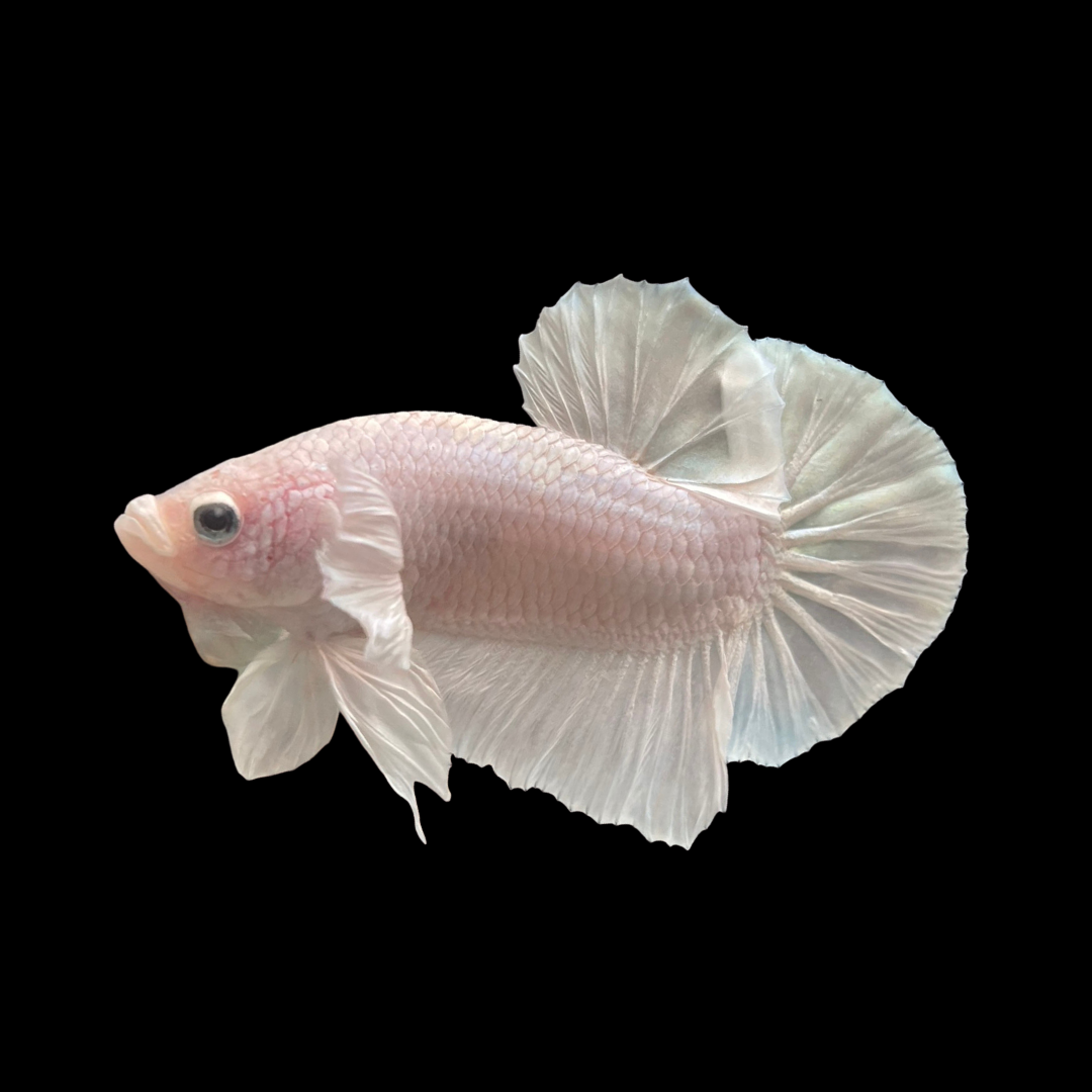 BETTA MALE HALFMOON WHITE