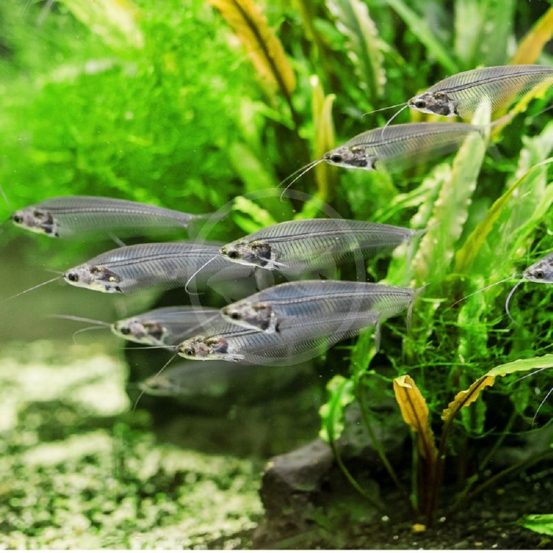 CATFISH THAILAND GLASS