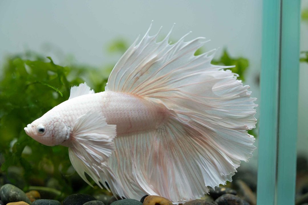 BETTA MALE HALFMOON PLATINUM ELEPHANT EAR