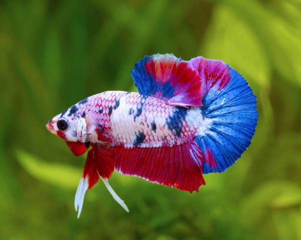 BETTA MALE PLAKAT KOI GALAXY