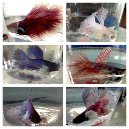 BETTA MALE HALFMOON PLAKAT ELEPHANT EAR