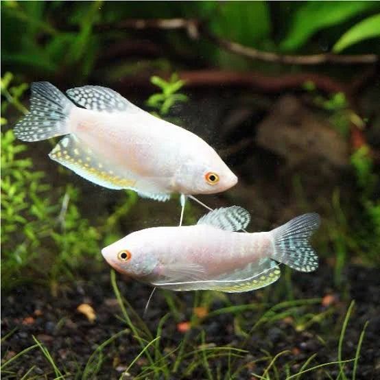 GOURAMI PLATINUM