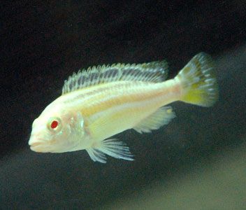 CICHLID AURATUS ALBIN0