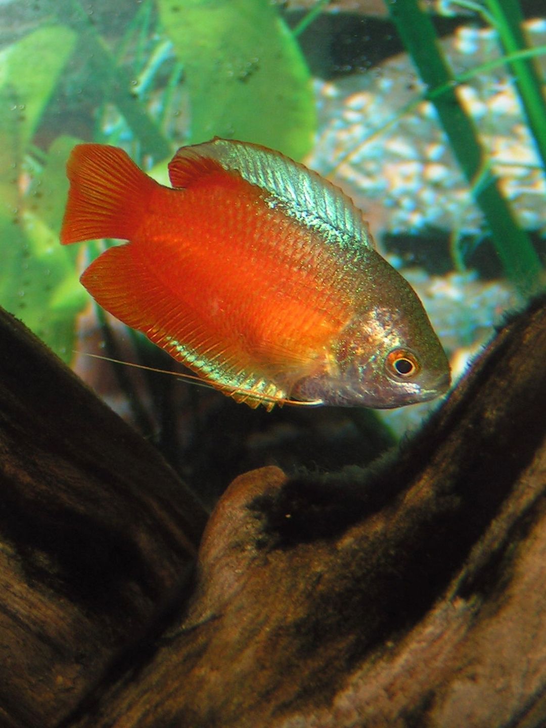 GOURAMI DWARF BLOOD RED
