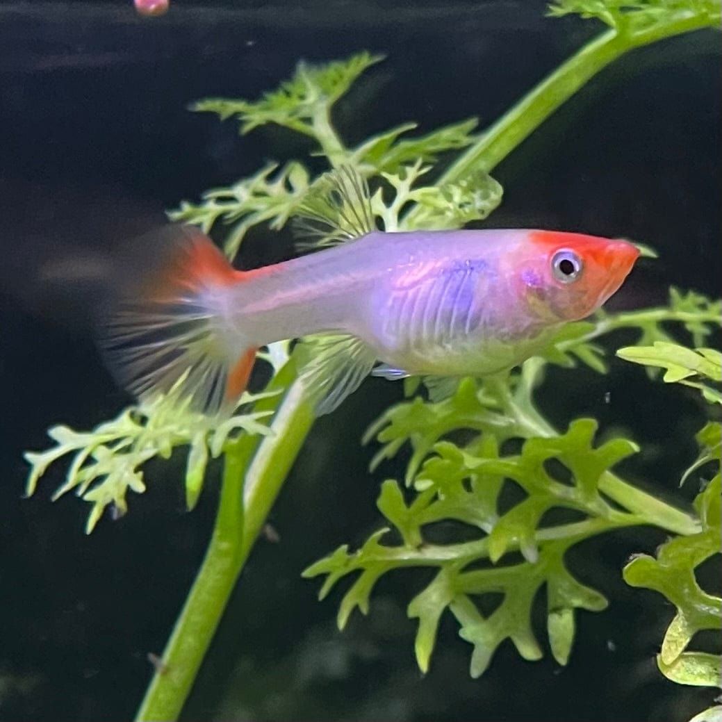 GUPPY FEMALE ASSORTED KOI