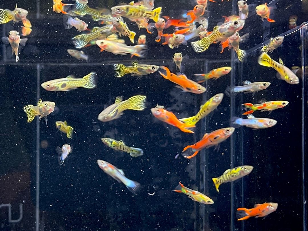 GUPPY MALE ASSORTED ENDLER