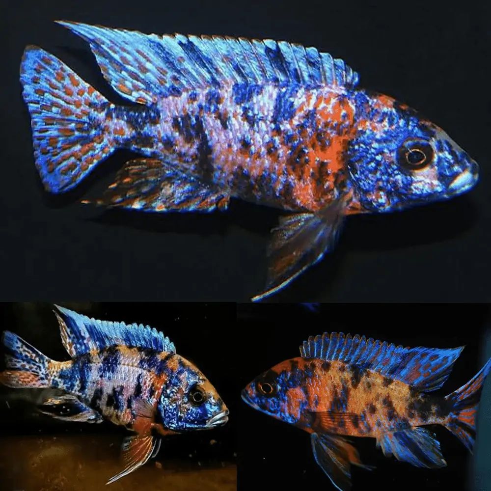 CICHLID PEACOCK OB