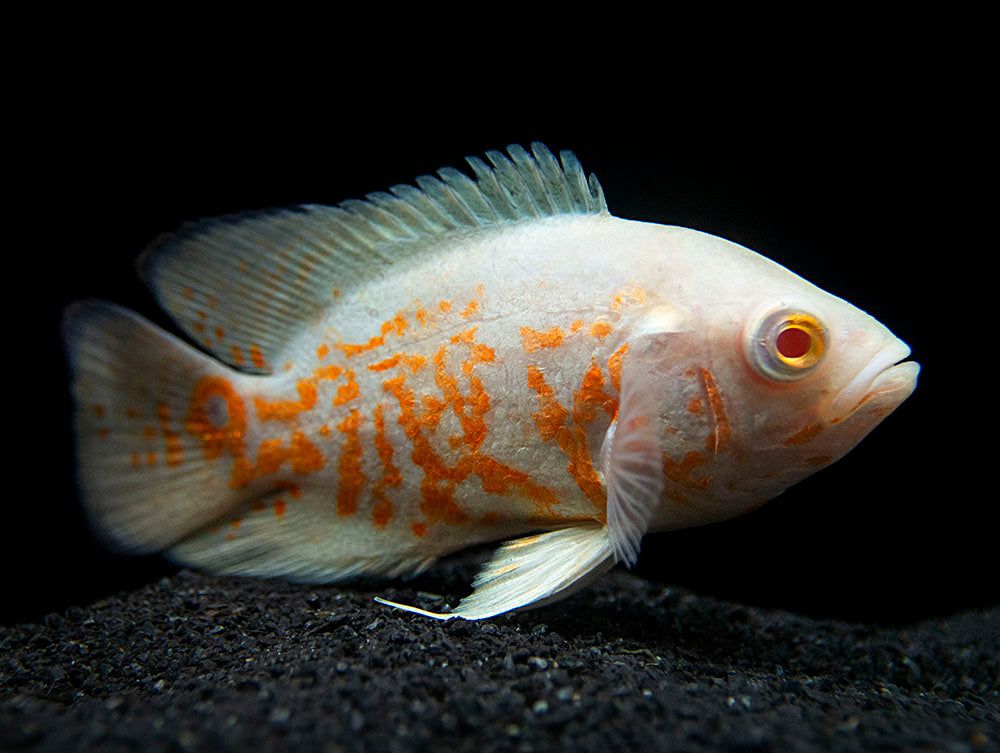 CICHLID OSCAR TIGER ALBINO