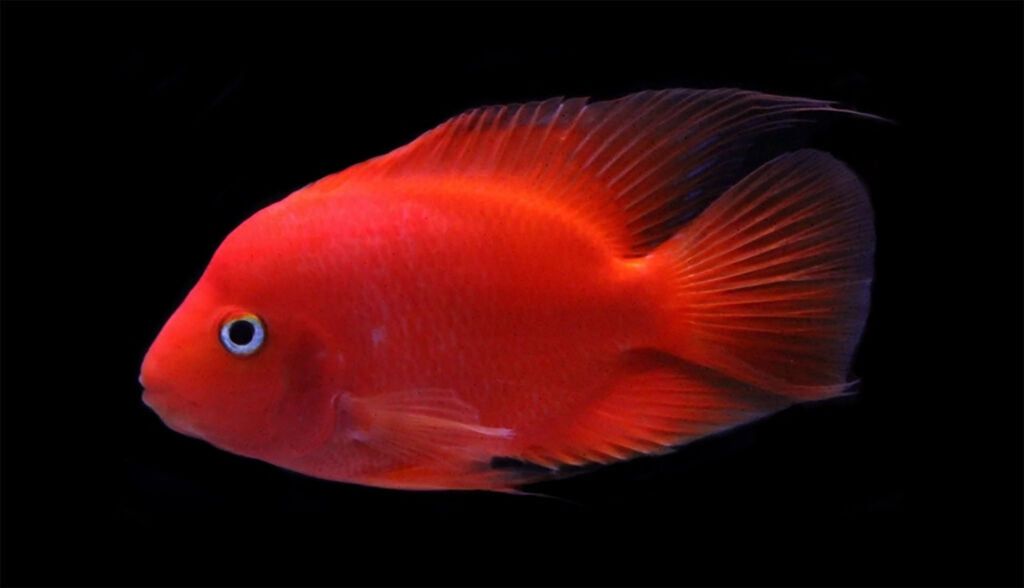 CICHLID PARROT RED