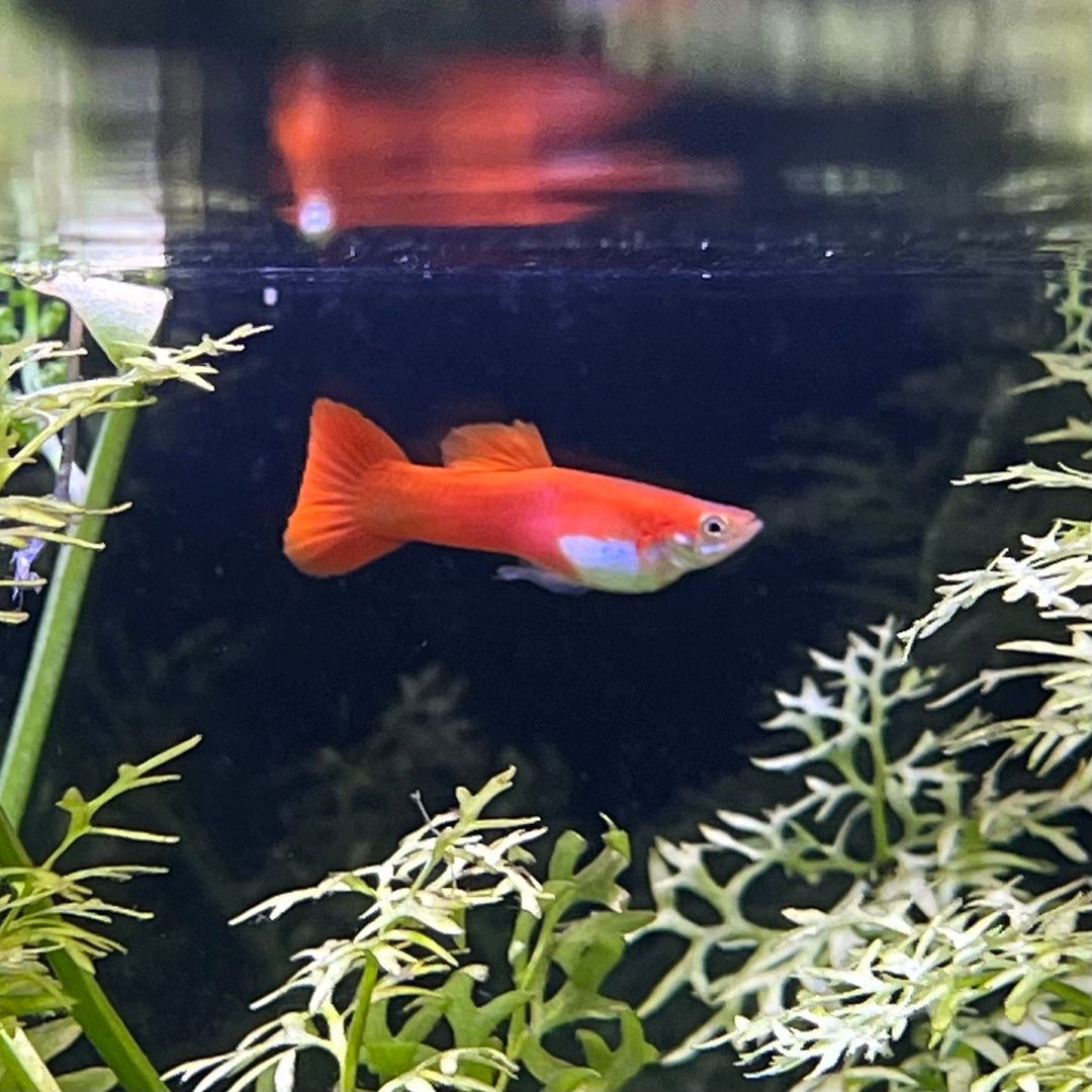 GUPPY MALE RED BLONDE