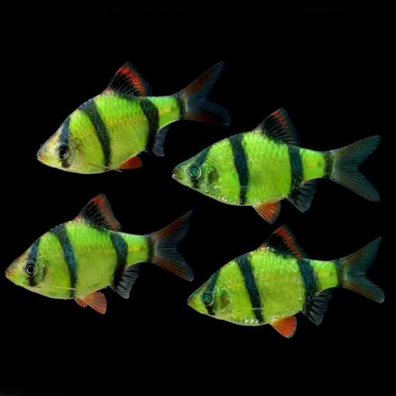 BARB TIGER GMO YELLOW