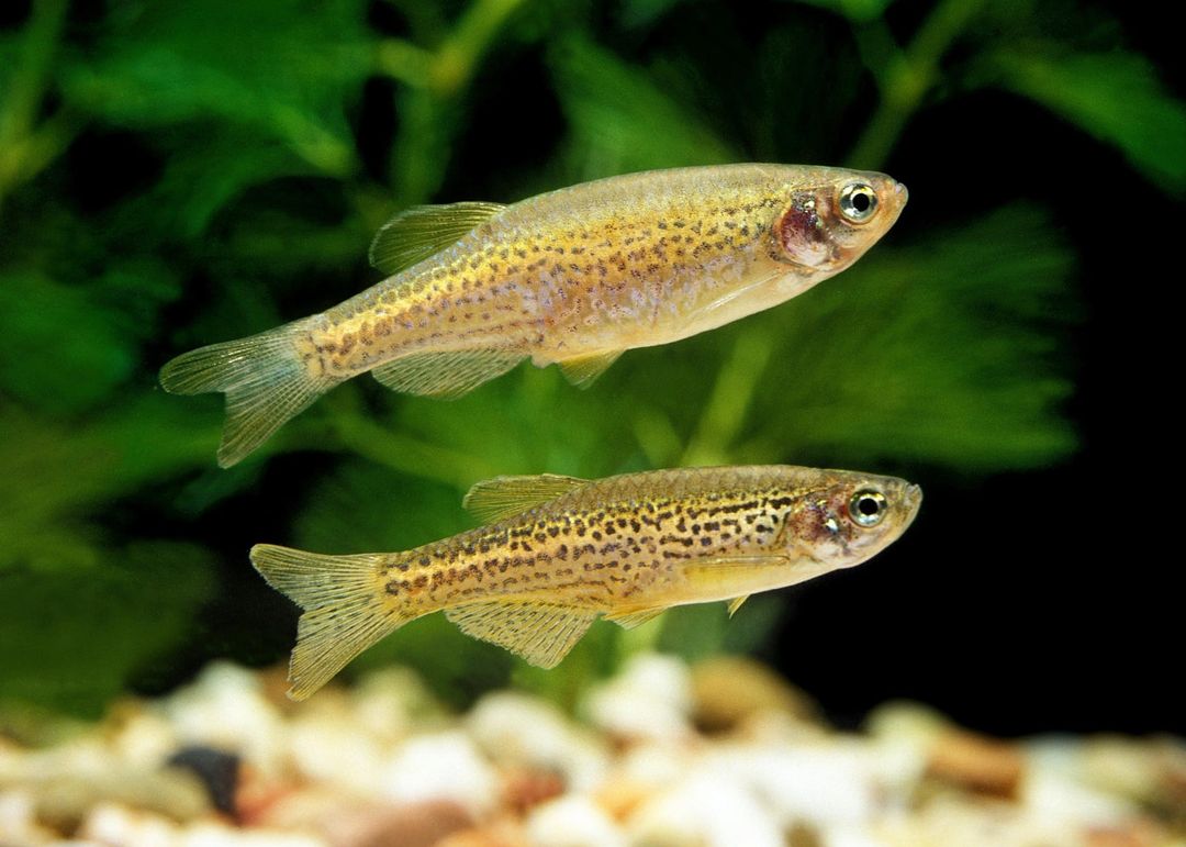 DANIO LEOPARD