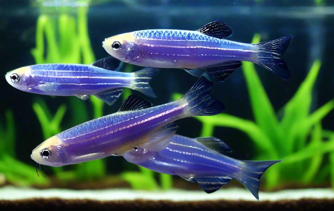 DANIO GMO BLUE