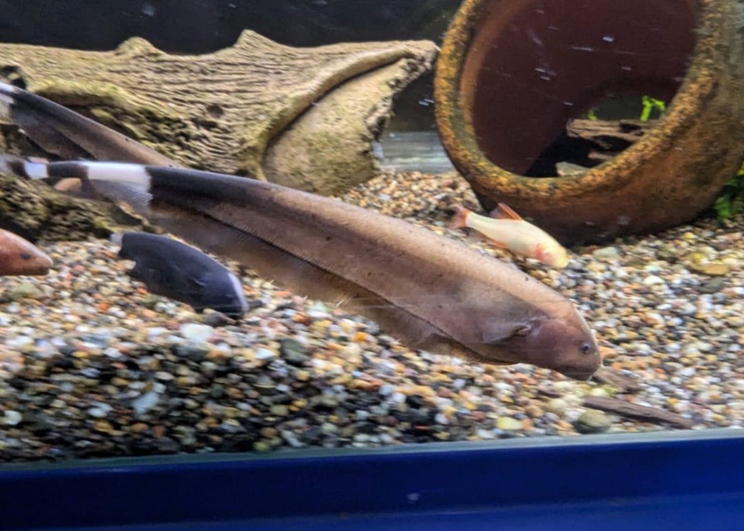 KNIFE FISH BLACK GHOST GOLDEN