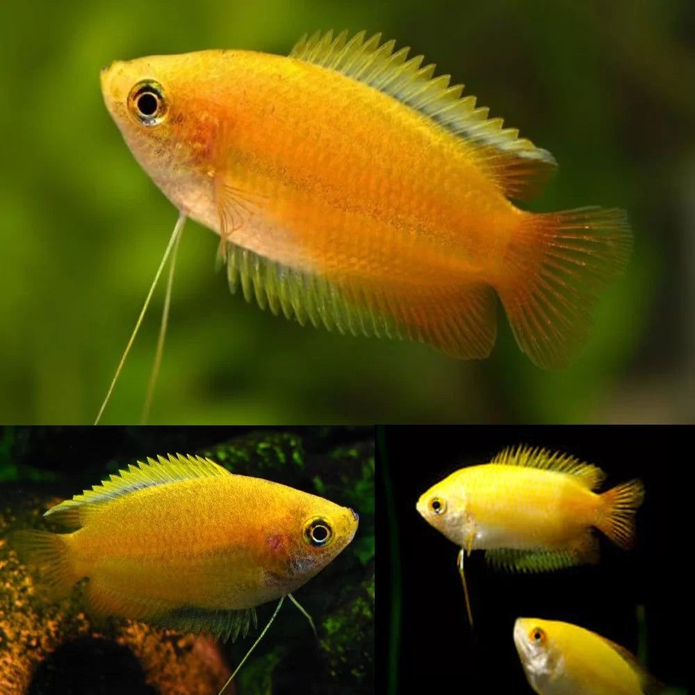 GOURAMI HONEY GOLDEN