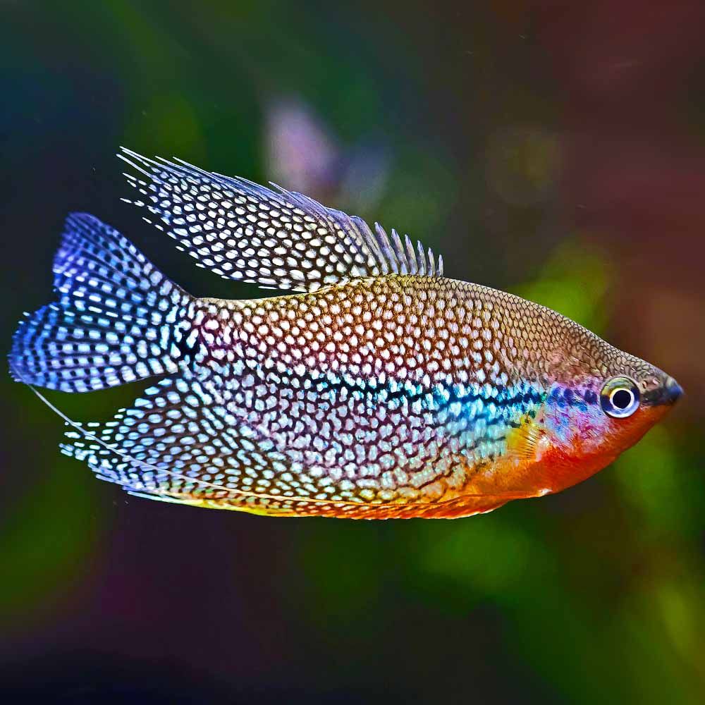 GOURAMI PEARL
