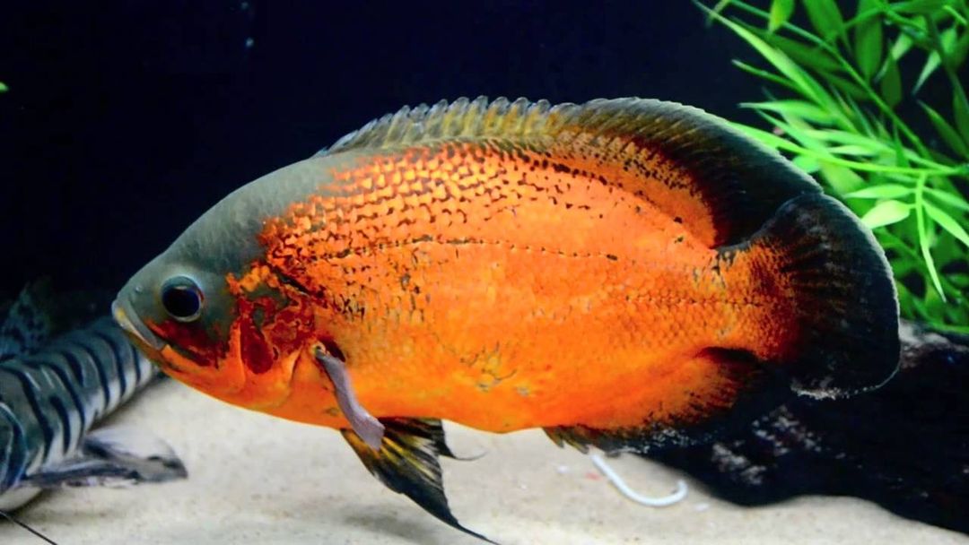 CICHLID OSCAR RED