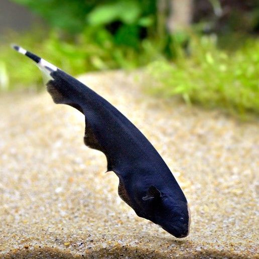 KNIFE FISH BLACK GHOST