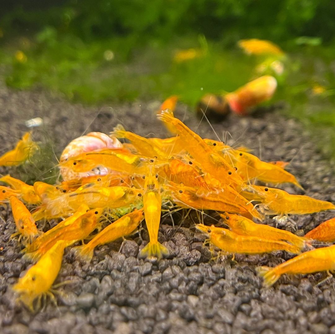 SHRIMP ORANGE