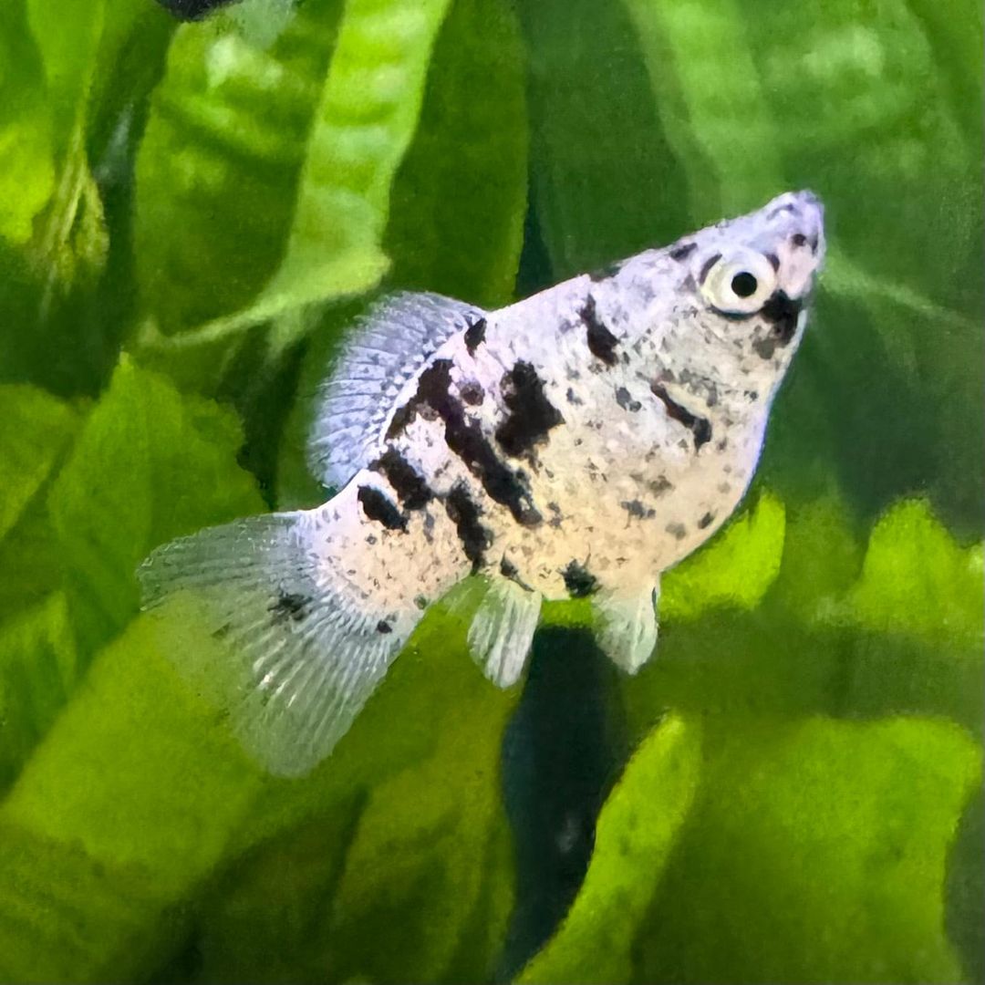 MOLLY BALLOON MARBLE