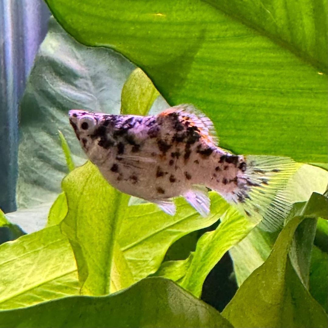 MOLLY BALLOON LEOPARD