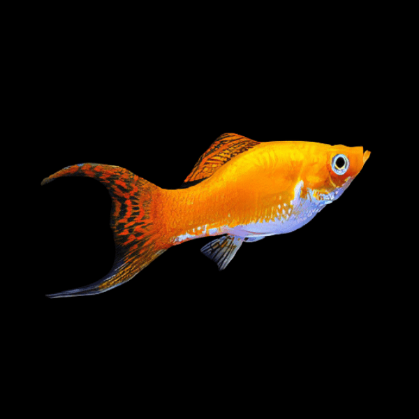 MOLLY SAFFRON LYRETAIL