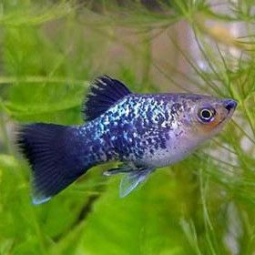 PLATY BLACK SPOTTED