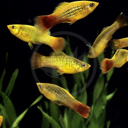 PLATY VARIATUS