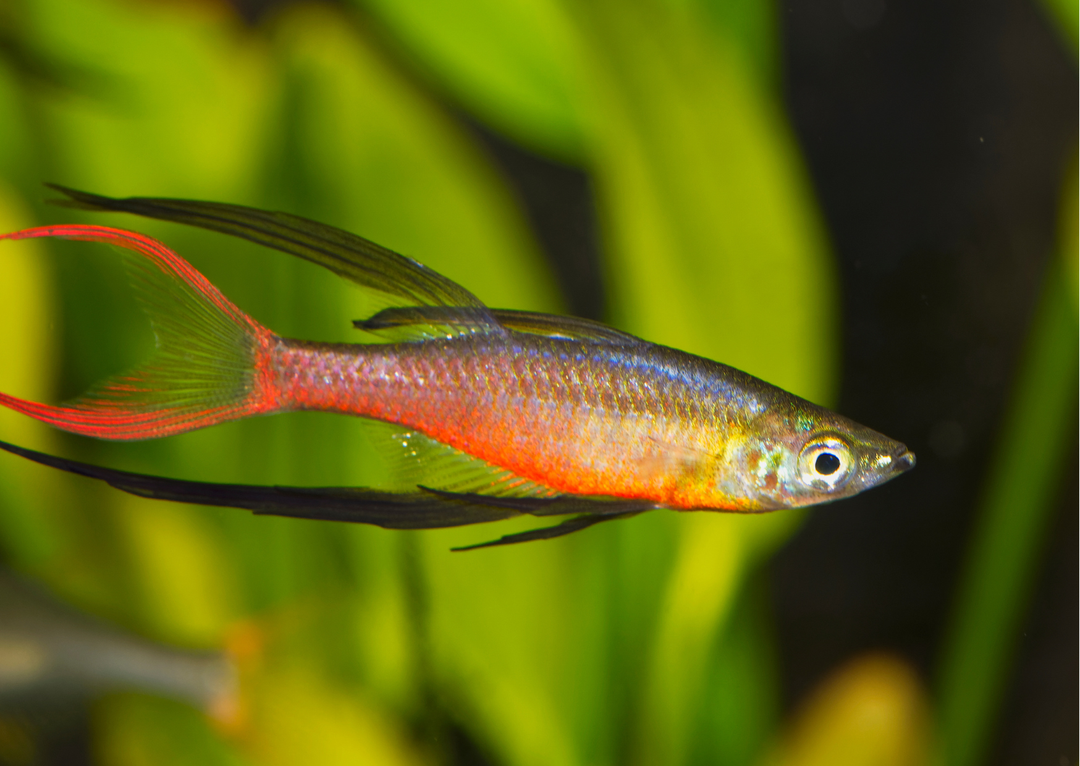 RAINBOWFISH THREAD-FIN