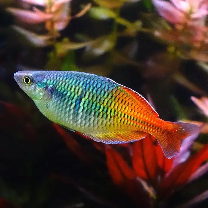 RAINBOWFISH BOESEMANI