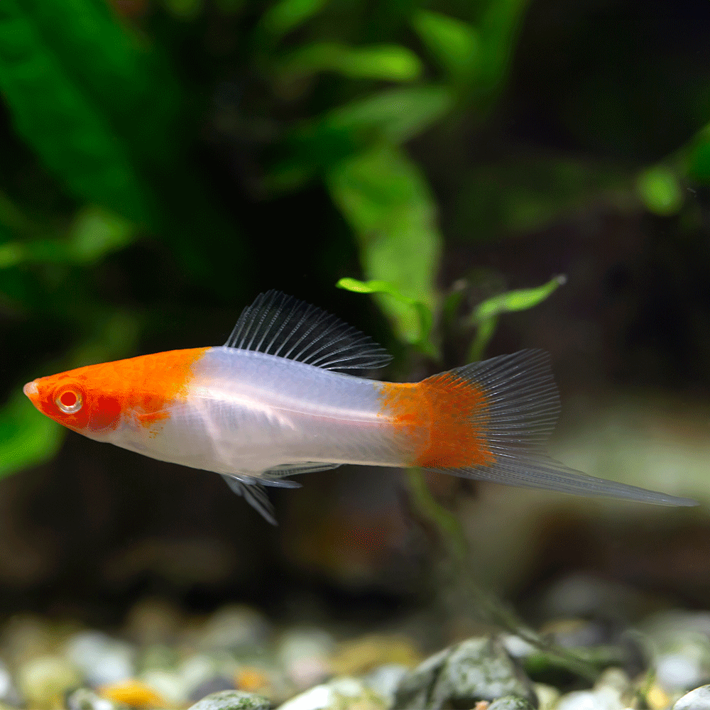 SWORDTAIL SANTA CLAUSE