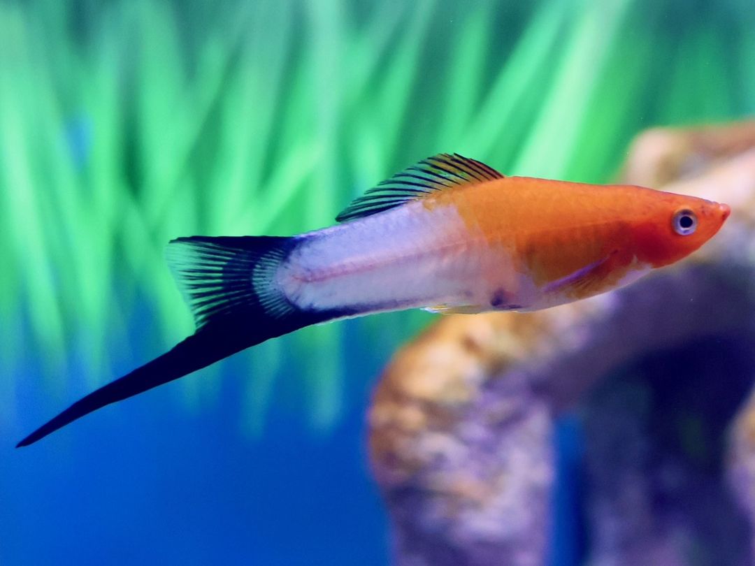 SWORDTAIL KOHAKU