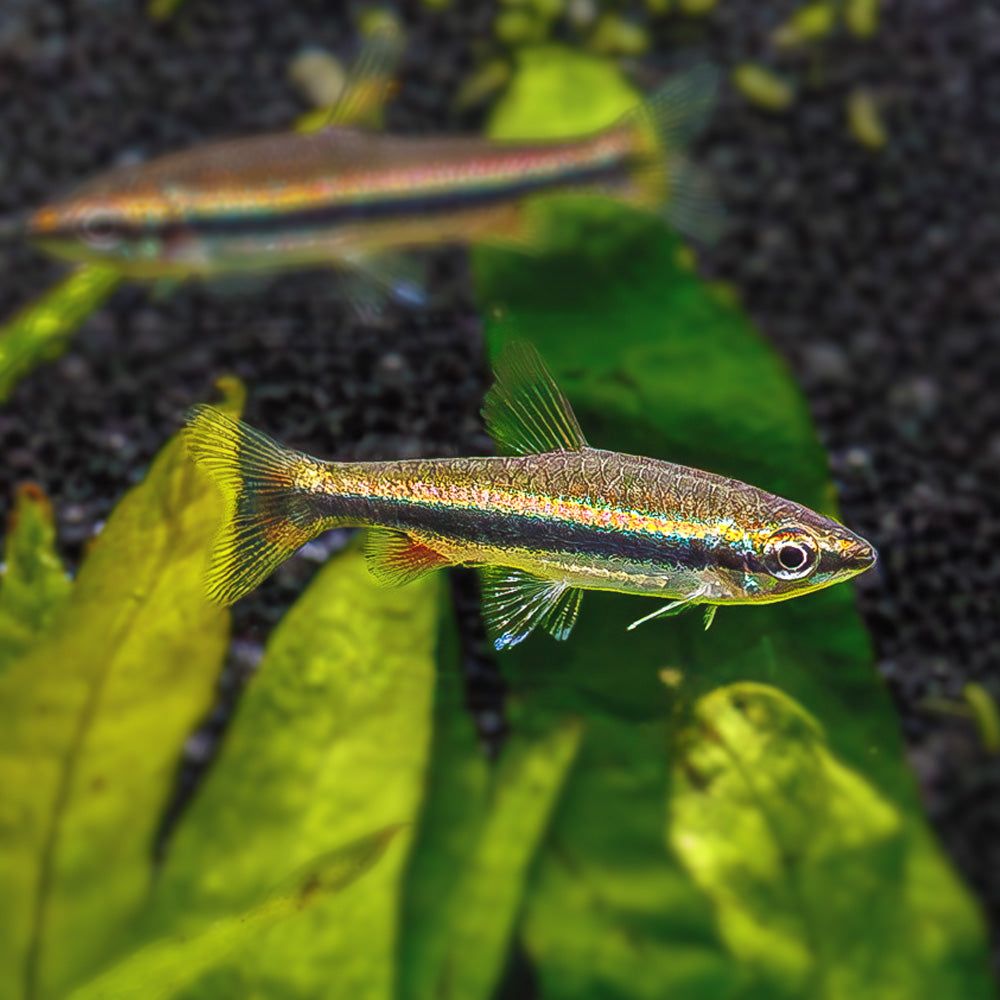 TETRA PENCILFISH GOLD