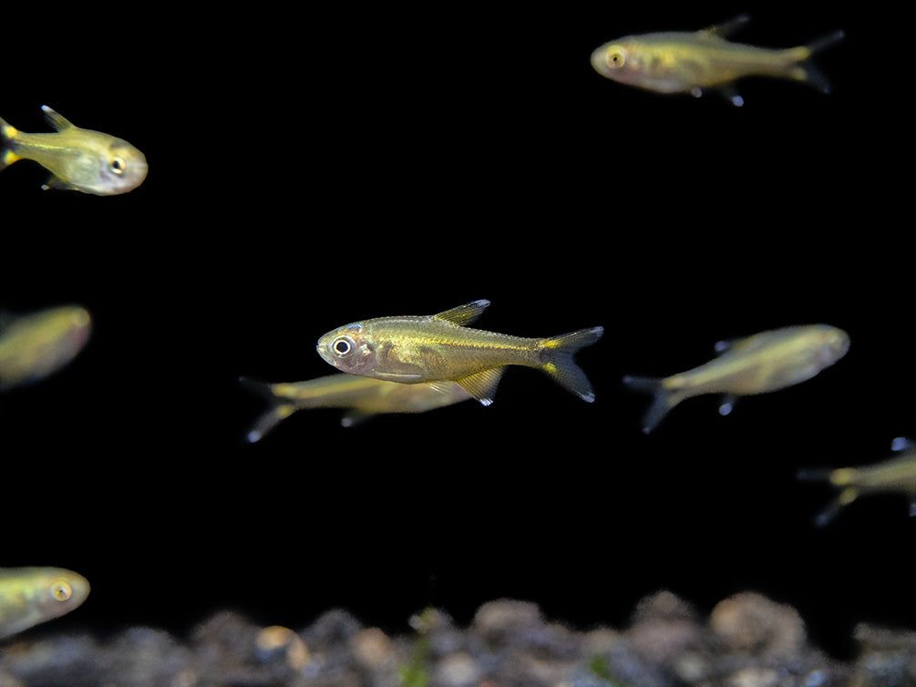 TETRA SILVER TIP