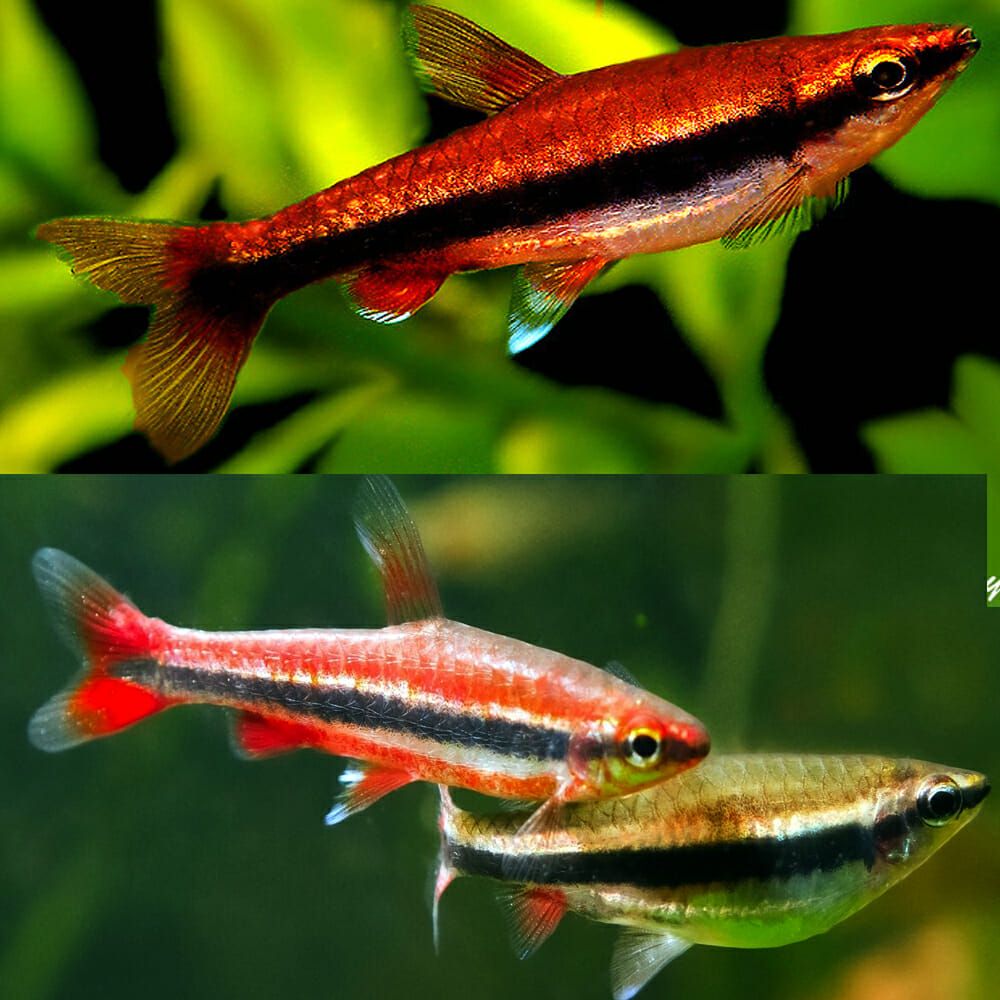 TETRA PENCILFISH RED