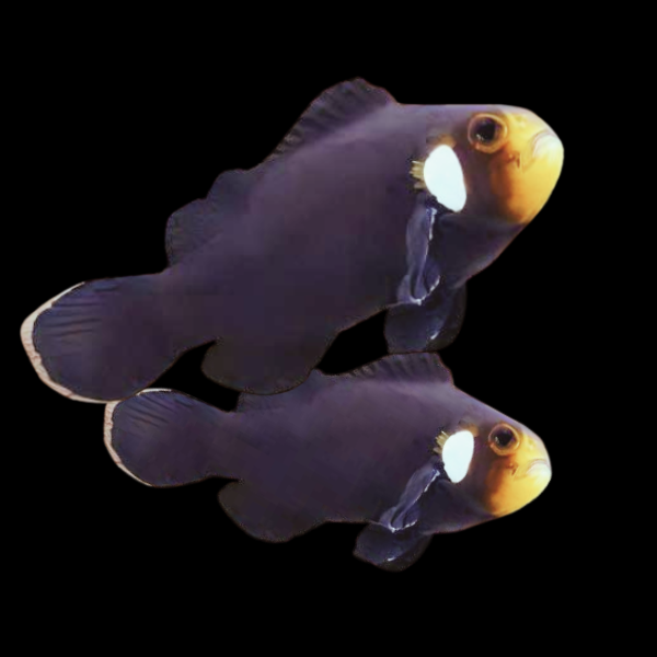 CLOWNFISH DOMINO (AMPHIPRION OCELLARIS) - PAIR
