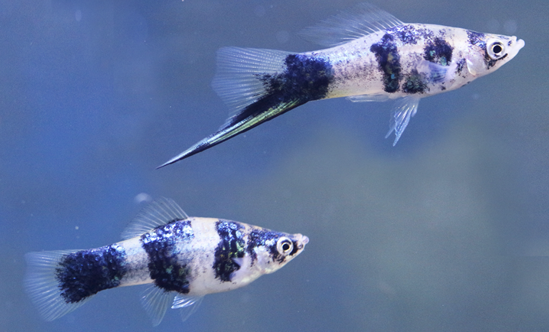 SWORDTAIL BLACK MARBLE