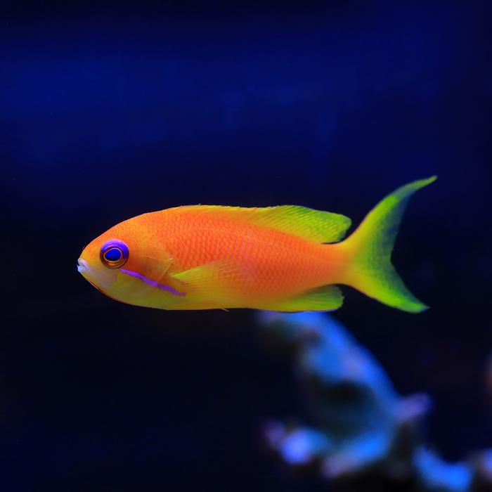 ANTHIAS LYRETAIL (PSEUDANTHIAS SQUAMIPINNIS)