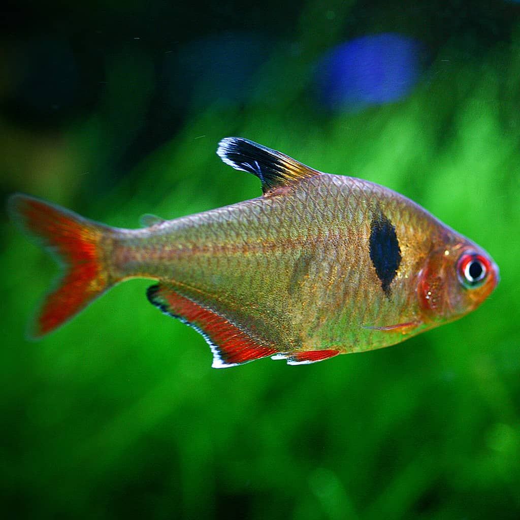 TETRA SERPAE