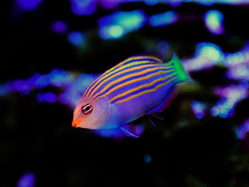 WRASSE SIX LINE (PSEUDOCHEILINUS HEXATAENIA)