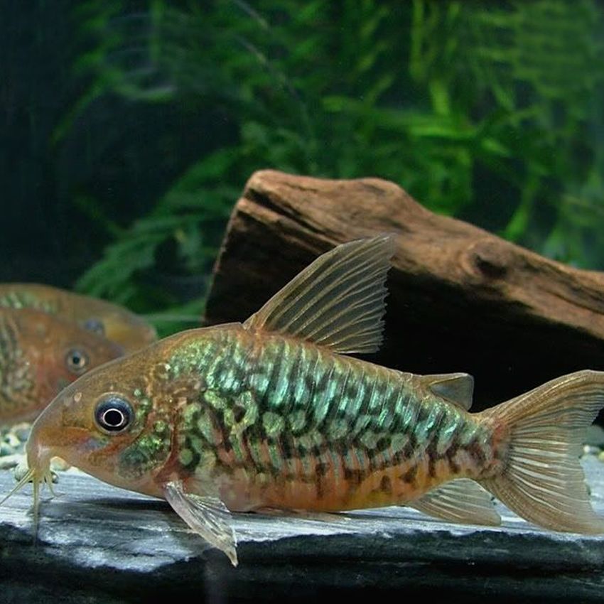 CORYDORAS PANTANALENSIS