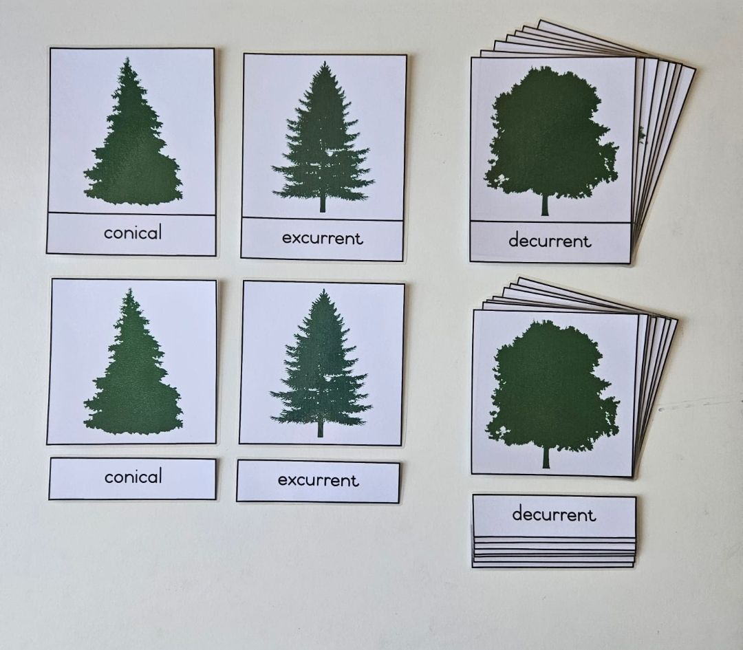 Tree shapes nomenclature